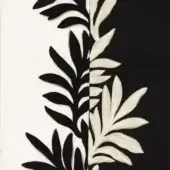 Sophora - Blanc _ noir de lune